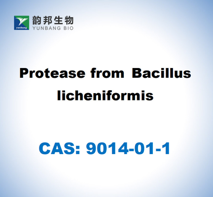 CAS 9014-01-1 Bacillus Licheniformis로부터의 단백질