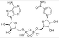 나드 β 니코틴아미드 아데닌 디누클레오티드 함수화합물은 CAS 53-84-9를 동결건조했습니다
