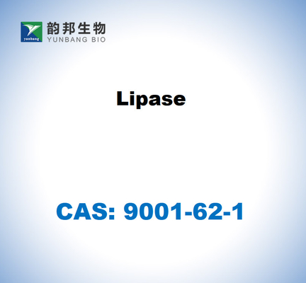 CAS 9001-62-1 Candida rugosa의 리파스