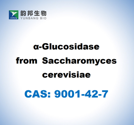 CAS 9001-42-7 사카로마이세 세레비시아로부터의 α-글루코시다스