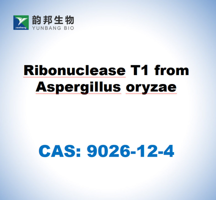 CAS 9026-12-4 Aspergillus oryzae의 리보뉴클레아스 T1