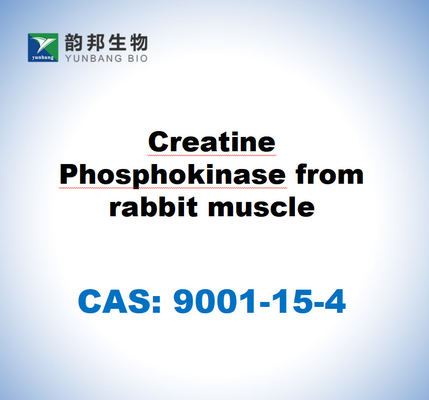CAS 9001-15-4 토끼 근육의 크레아틴 포스포키나스