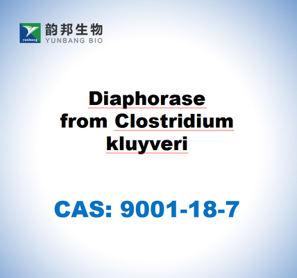 CAS 9001-18-7 클로스트리디움 클루이베리 (Clostridium kluyveri) 의 디아포라스