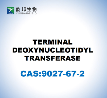 CAS 9027-67-2 DEUXYNUCLEOTIDYL 트랜스퍼레이스