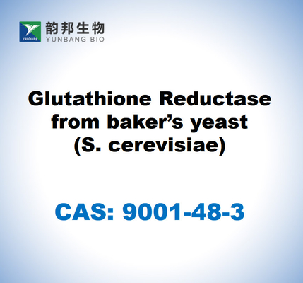 CAS 9001-48-3 베이커의 효모 (S. cerevisiae) 의 글루타티온 리듀카세