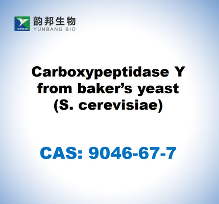CAS 9046-67-7 베이커 효모 (S. cerevisiae) 에서 얻은 카복시 펩티다제 Y